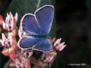 bluebutterfly's Avatar