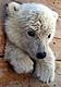 polarbear9889's Avatar