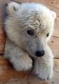 polarbear9889's Avatar