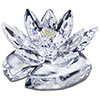 waterlily's Avatar