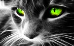 Tomcatdye{qtkitten}'s Avatar